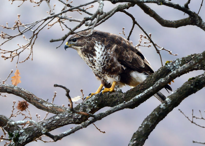 Poiana, Buteo buteo